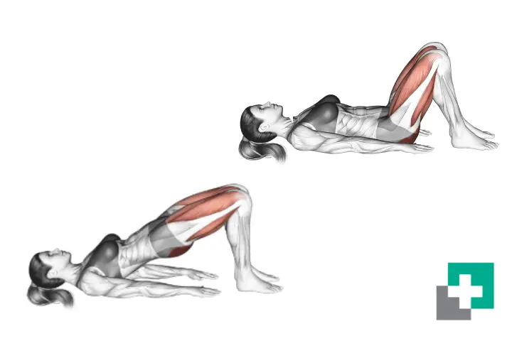 پل گلوت (Glute Bridge)