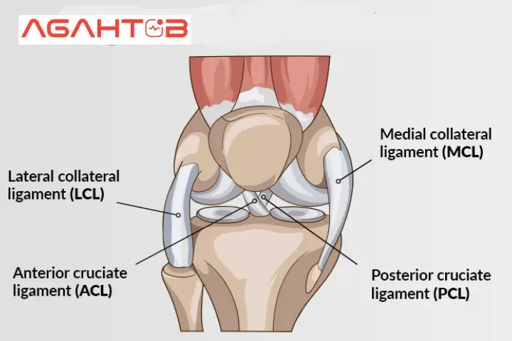 انواع رباط زانو (1)