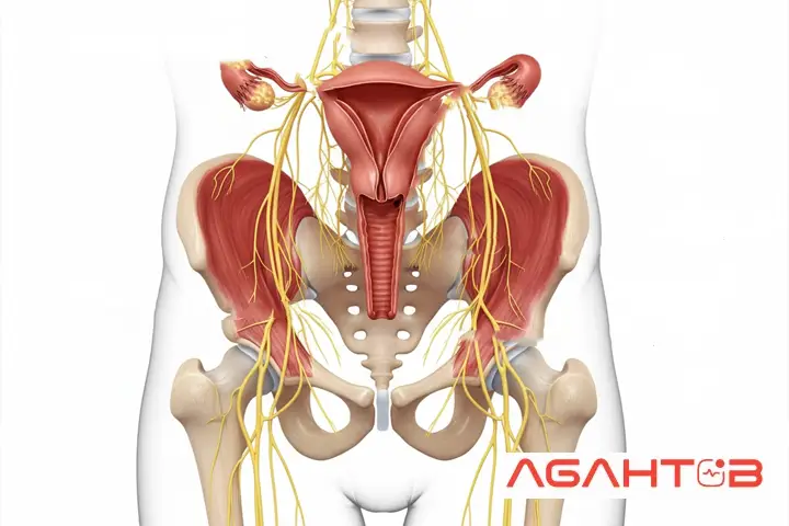 علت کمر سمت چپ بالای لگن زنان